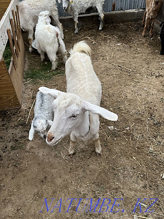 Goats with kids for sale Taraz - photo 3