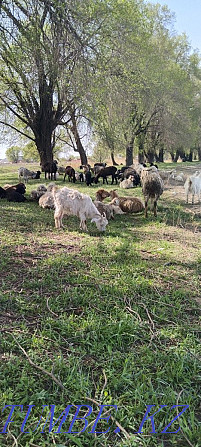 Sell sheep and goats Отеген батыра - photo 1