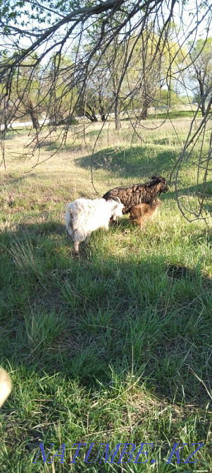 Продам баран и коз Отеген батыра - изображение 2
