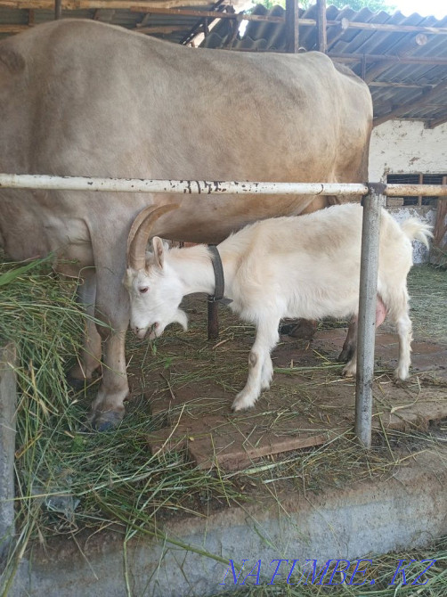 Zainen eshki, goat  - photo 1