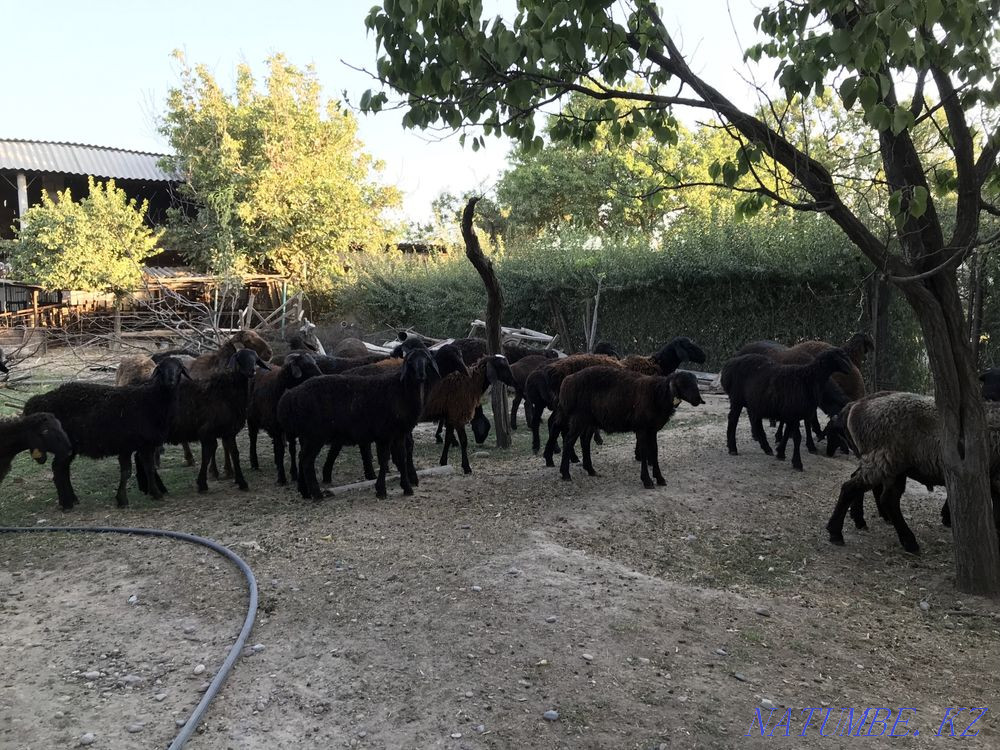 Кой козы кошкар саулык токты Шымкент - изображение 1