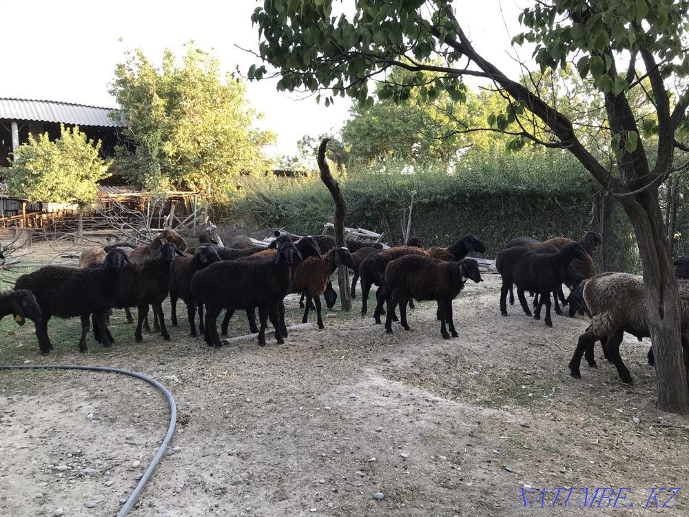 Кой козы кошкар саулык токты Шымкент - изображение 2