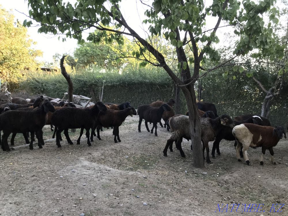 Кой козы кошкар саулык токты Шымкент - изображение 3