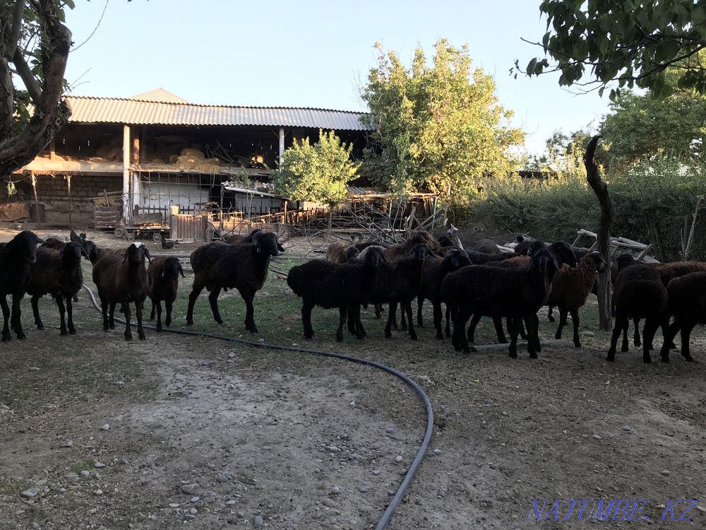 Кой козы кошкар саулык токты Шымкент - изображение 4