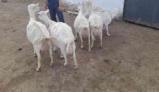 Продам молочный козы Темиртау
