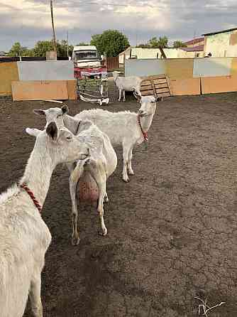 Продам молочный козы  Теміртау