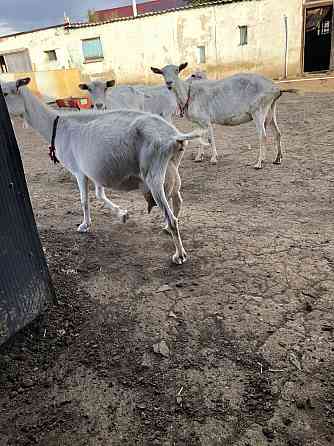 Продам молочный козы Темиртау