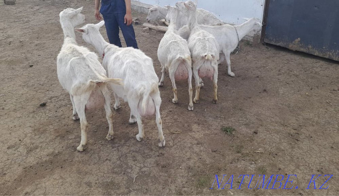 Продам молочный козы Темиртау - изображение 4