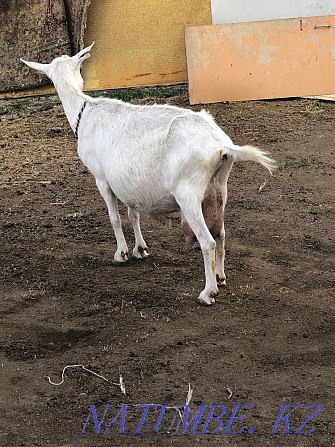 Продам молочный козы Темиртау - изображение 1