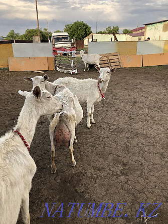 Продам молочный козы Темиртау - изображение 2
