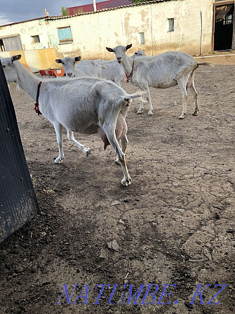 Продам молочный козы Темиртау - изображение 3
