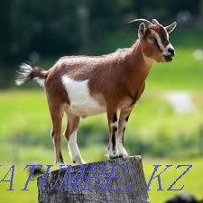 1 year old goats for sale Petropavlovsk - photo 1