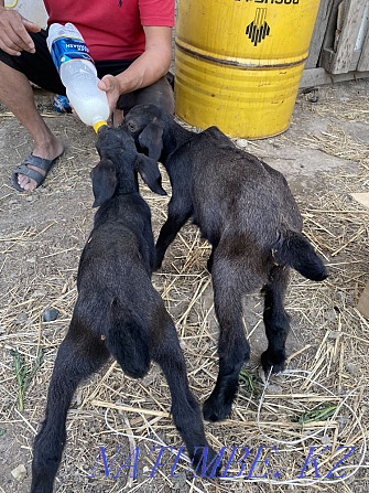 I will sell 50% of nubi goats from highly dairy goats!!! Taldykorgan - photo 2