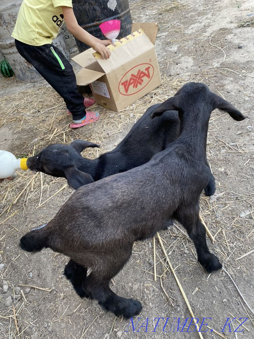 I will sell 50% of nubi goats from highly dairy goats!!! Taldykorgan - photo 1