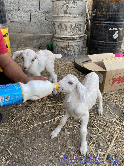 I will sell 50% of nubi goats from highly dairy goats!!! Taldykorgan - photo 4