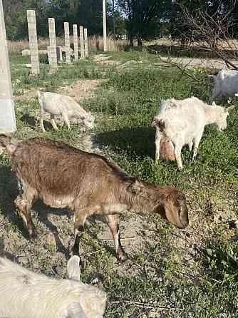 Продам 75% нубискую козу 1 окотом, дает 3 литра Талдыкорган