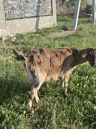 Продам 75% нубискую козу 1 окотом, дает 3 литра Талдыкорган