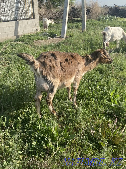 Продам 75% нубискую козу 1 окотом, дает 3 литра Талдыкорган - изображение 3