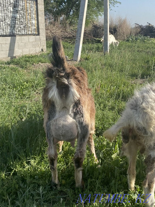 Продам 75% нубискую козу 1 окотом, дает 3 литра Талдыкорган - изображение 4