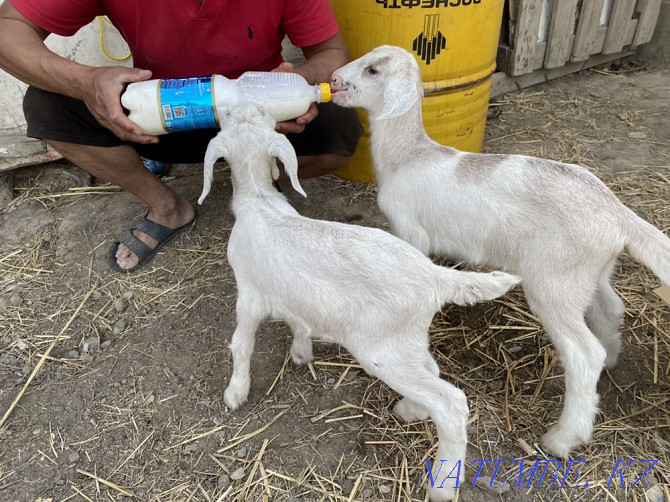 I will sell kids from highly milking goats, there are 4 girls!!! Taldykorgan - photo 2