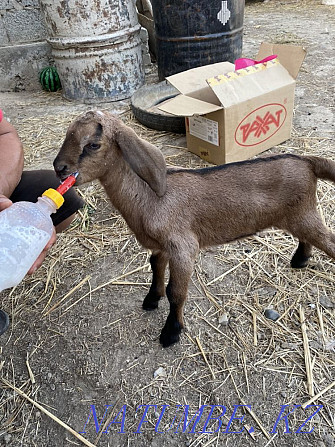 I will sell kids from highly milking goats, there are 4 girls!!! Taldykorgan - photo 1