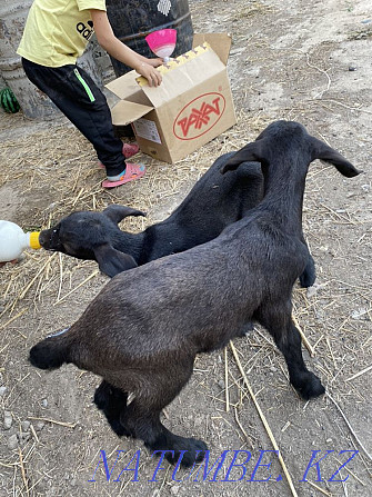 I will sell kids from highly milking goats, there are 4 girls!!! Taldykorgan - photo 4