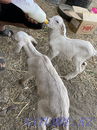 I will sell kids from highly milking goats, there are 4 girls!!! Taldykorgan - photo 3