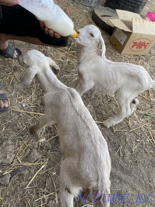 I will sell kids from highly milking goats, there are 4 girls!!! Taldykorgan - photo 3