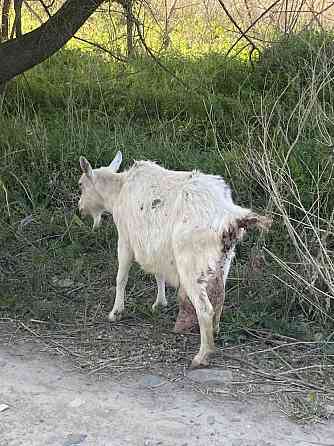 Продам заненскую козу,4 литровая Талдыкорган