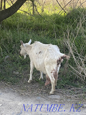 I will sell a zanensky goat, 4 liter Taldykorgan - photo 2