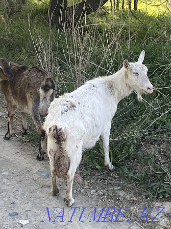 I will sell a zanensky goat, 4 liter Taldykorgan - photo 4