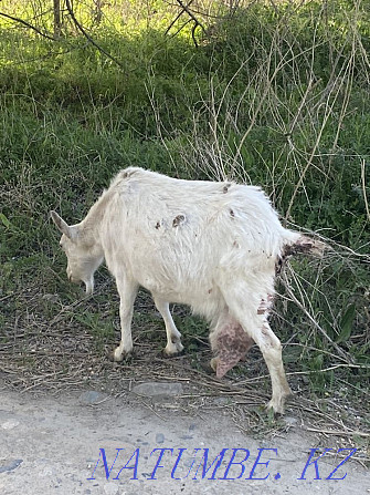 I will sell a zanensky goat, 4 liter Taldykorgan - photo 3