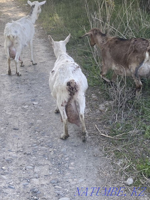 I will sell a zanensky goat, 4 liter Taldykorgan - photo 1