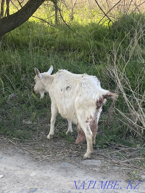 I will sell a zanensky goat, 4 liter Taldykorgan - photo 2