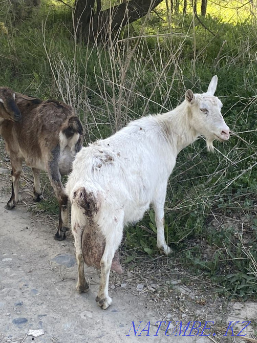 I will sell a zanensky goat, 4 liter Taldykorgan - photo 4