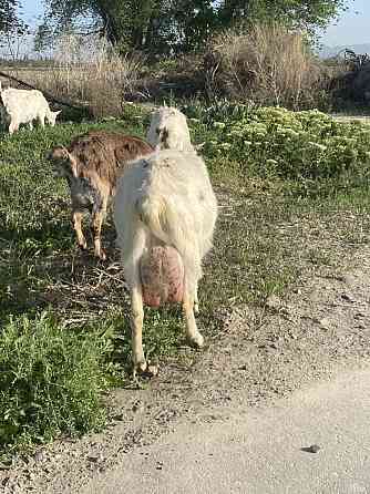 Продам заненскую козу 6 литровая Талдыкорган