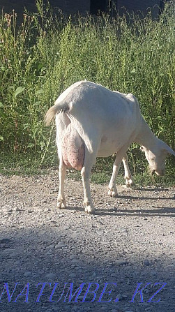 Продам заненскую козу 6 литровая Талдыкорган - изображение 2