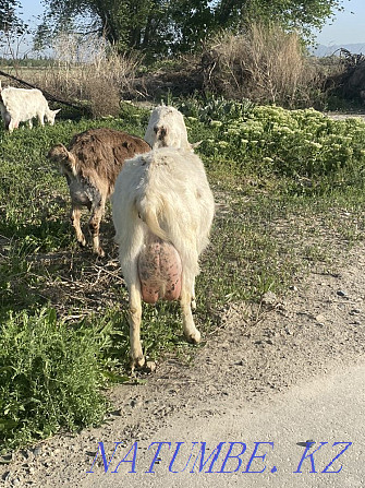 I will sell a zanensky goat 6 liter Taldykorgan - photo 4