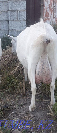 Продам заненскую козу 6 литровая Талдыкорган - изображение 1