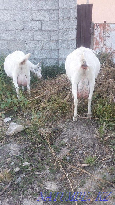 I will sell a zanensky goat 6 liter Taldykorgan - photo 3