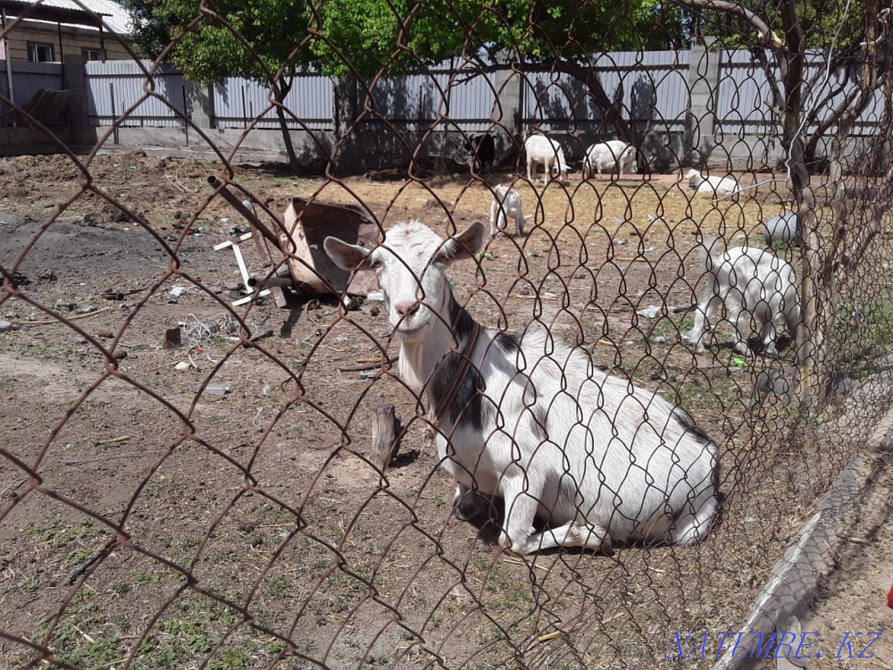 Sell dairy goats. DAIRY direction. Pedigree Taraz - photo 2