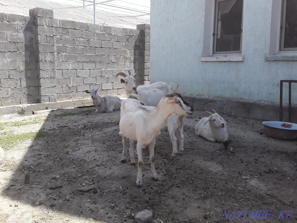 Sell dairy goats. DAIRY direction. Pedigree Taraz - photo 4