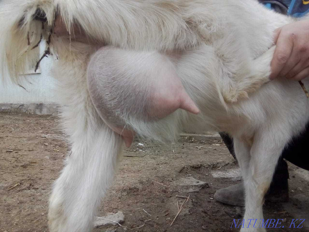 Sell dairy goats. DAIRY direction. Pedigree Taraz - photo 1