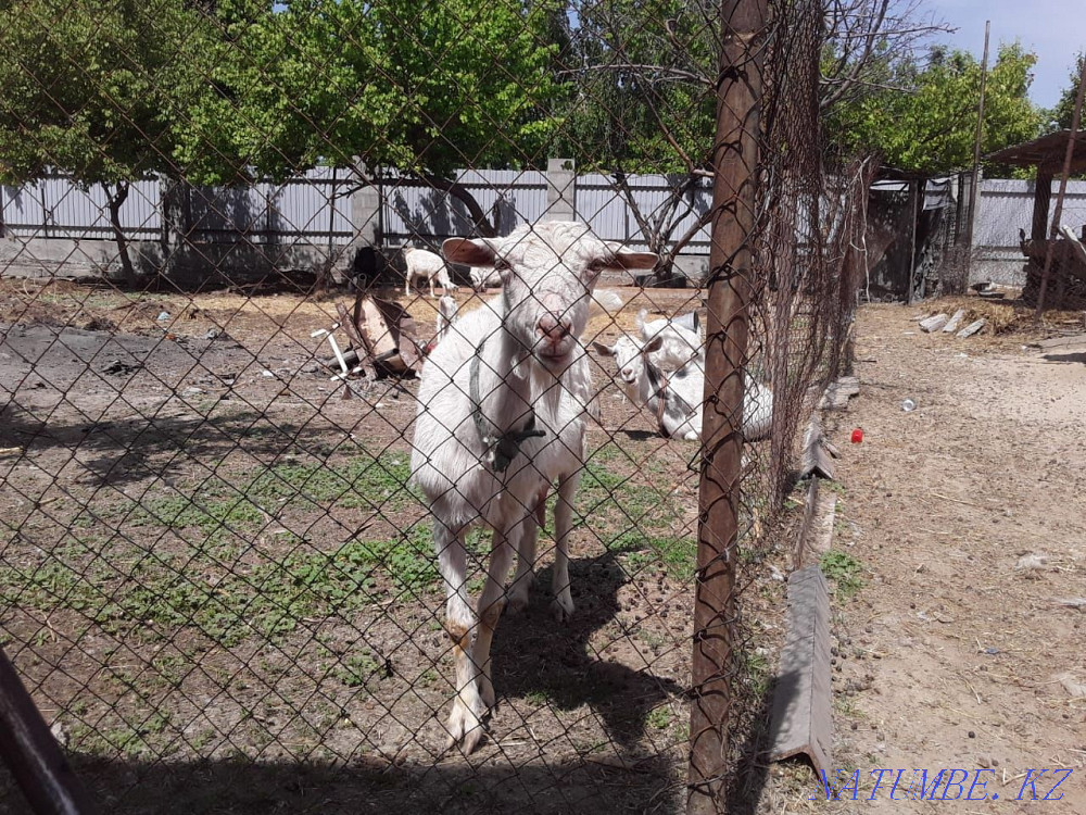 Sell dairy goats. DAIRY direction. Pedigree Taraz - photo 3