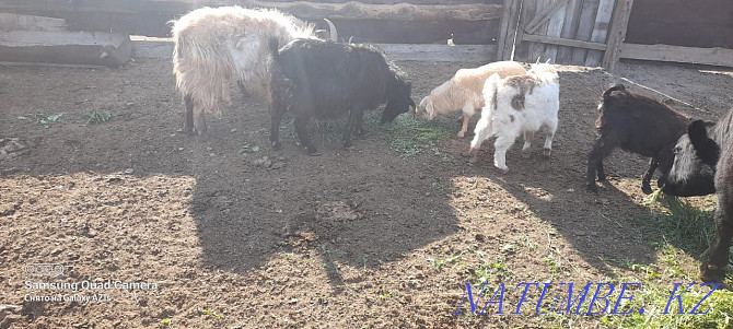 I will sell goats wholesale.  - photo 1