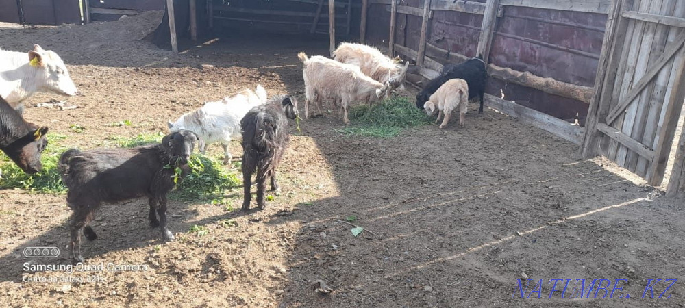 Мен ешкілерді оптом сатамын.  - изображение 2