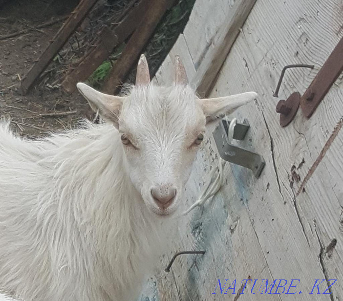 Dairy goats with kids  - photo 3