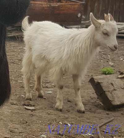 Dairy goats with kids  - photo 2