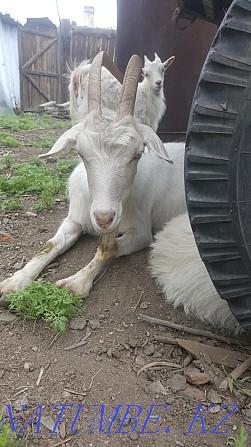 Dairy goats with kids  - photo 4