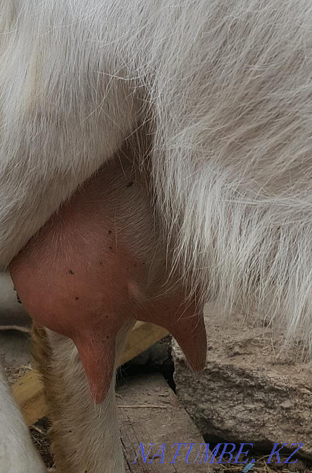 Dairy goats with kids  - photo 1
